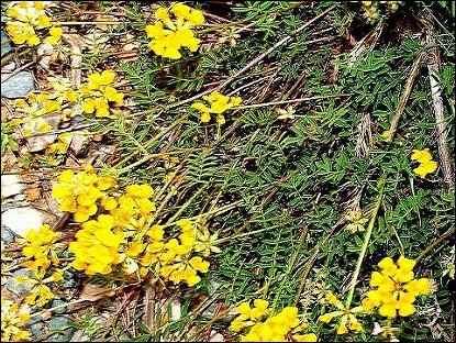 Hippocrepis comosa 3