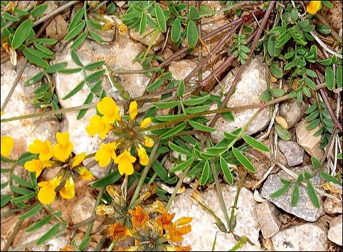 Hippocrepis comosa 4