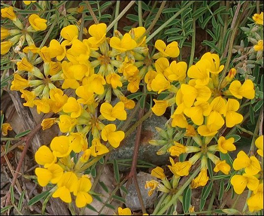 Hippocrepis comosa 5