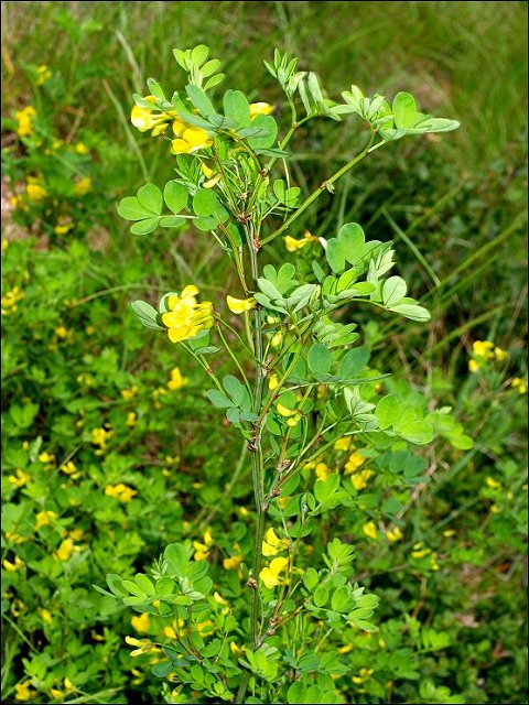 Hippocrepis emerus 1