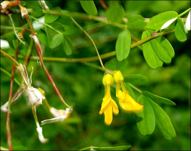 Hippocrepis emerus 10