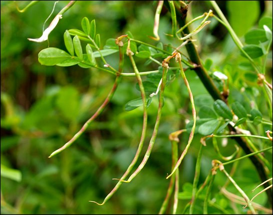 Hippocrepis emerus 11