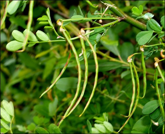 Hippocrepis emerus 12