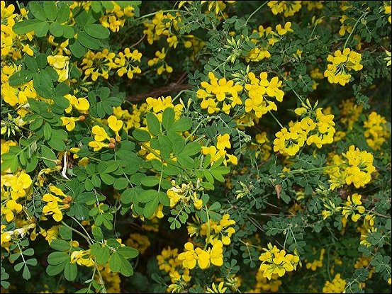 Hippocrepis emerus 13