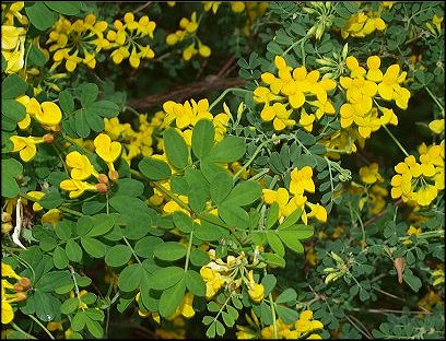 Hippocrepis emerus 14