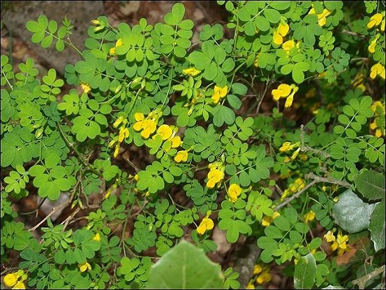 Hippocrepis emerus 2