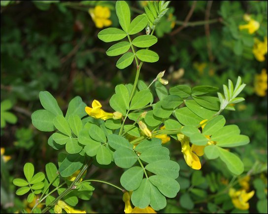 Hippocrepis emerus 3