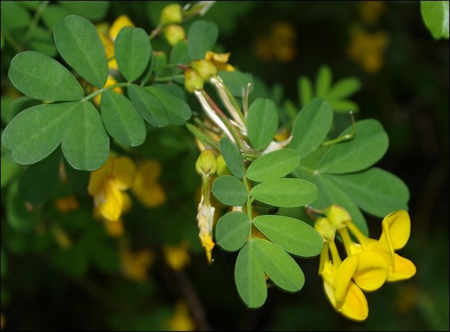 Hippocrepis emerus 4