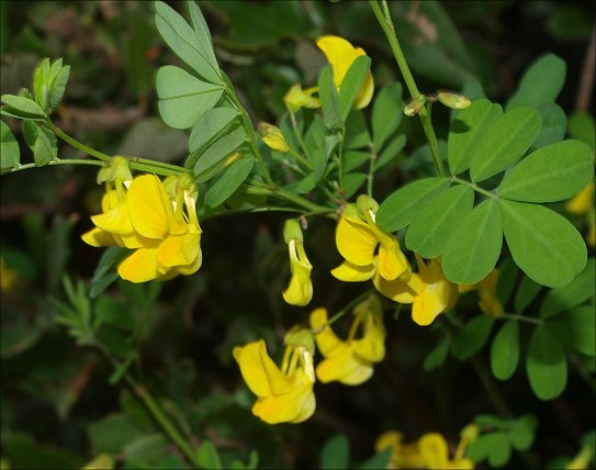 Hippocrepis  emerus 5
