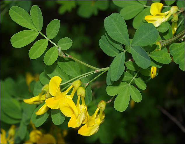 Hippocrepis emerus 6