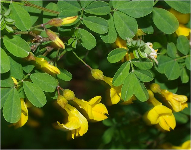 Hippocrepis emerus 7