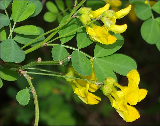 Hippocrepis emerus 8