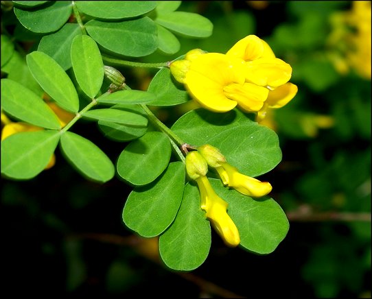 Hippocrepis emerus 9