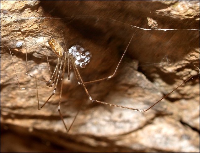 Holocnemus pluchei 12