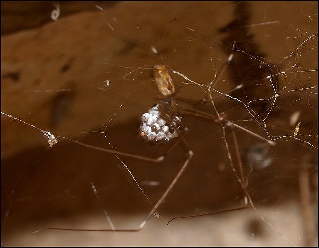 Holocnemus pluchei 13