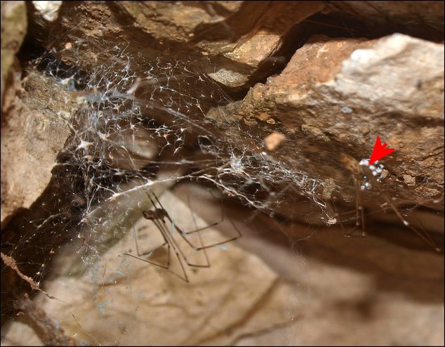 Holocnemus pluchei 16
