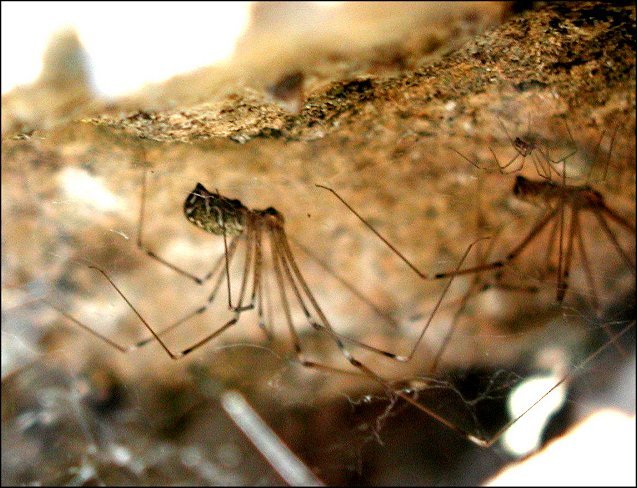 Holocnemus pluchei 3