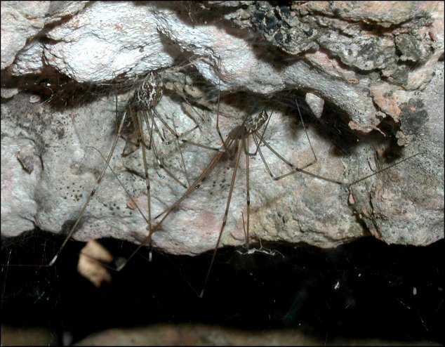 Holocnemus pluchei 5