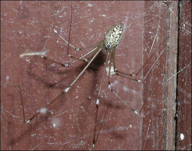 Holocnemus pluchei 6