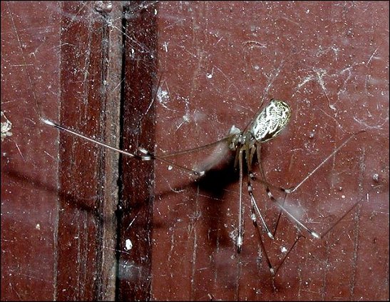 Holocnemus pluchei 7