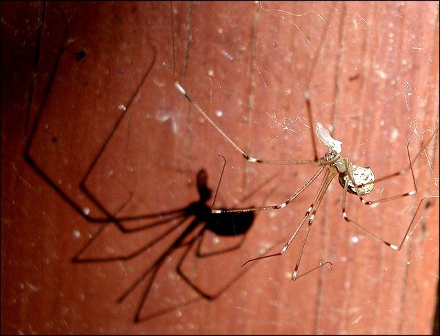 Holocnemus pluchei 8