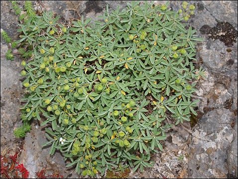 Hormatophylla macrocarpa 13
