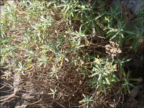 Hormatophylla macrocarpa 3