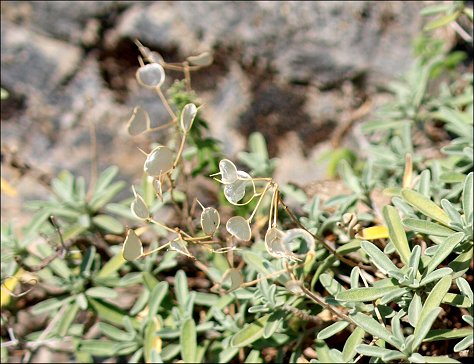 Hormatophylla macrocarpa 7