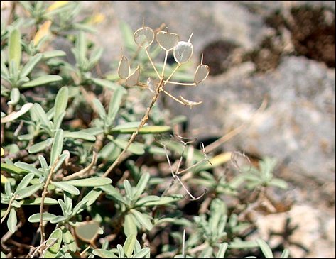 Hormatophylla macrocarpa 8