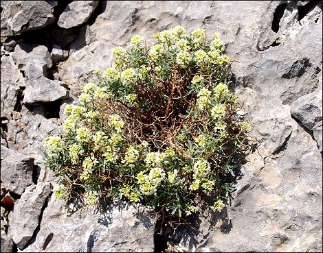 Hormatophylla spinosa 1