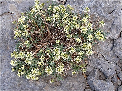 Hormatophylla spinosa 2