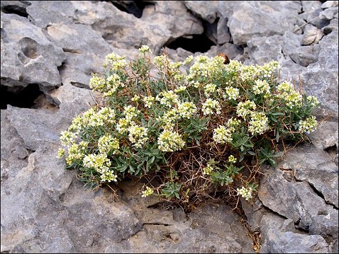 Hormatophylla spinosa 3