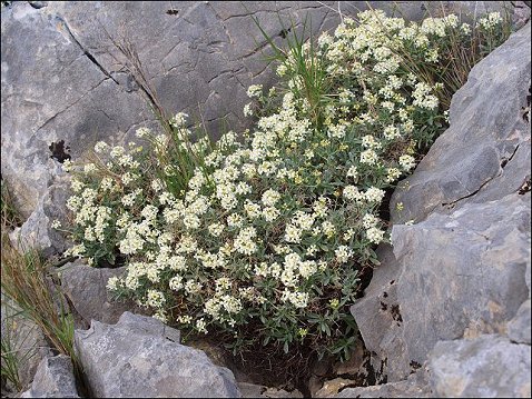 Hormatophylla spinosa 4