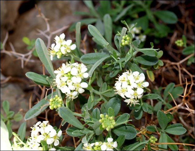 Hormatophylla spinosa 7