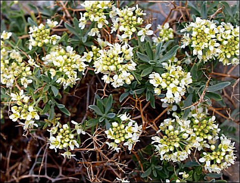Hormatophylla spinosa 8