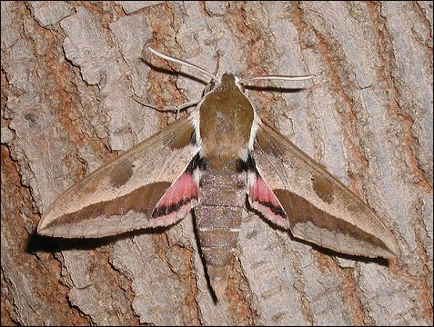Hyles euphorbiae 1