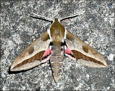 Hyles euphorbiae 2