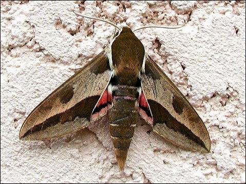 Hyles euphorbiae 3