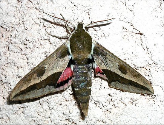 Hyles euphorbiae 4