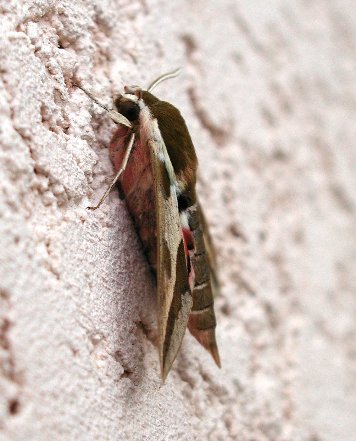 Hyles euphorbiae 6