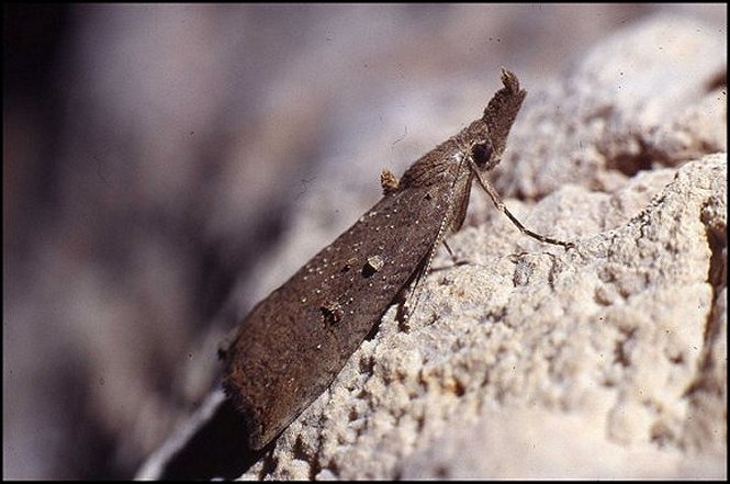 Hypena 1