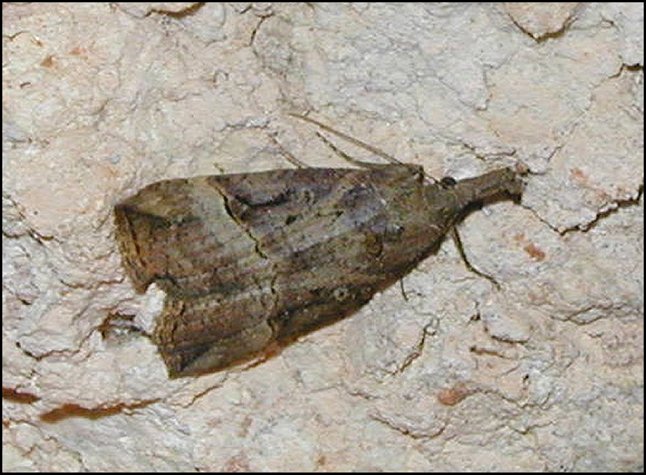 HYpena 4