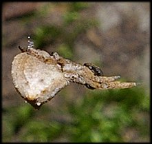 Hyptiote paradoxal
