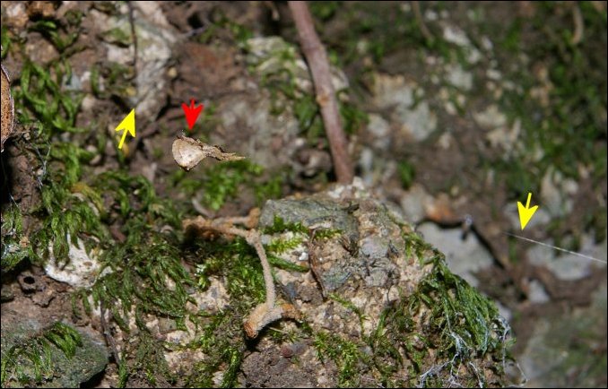 Hyptiotes paradoxus 1