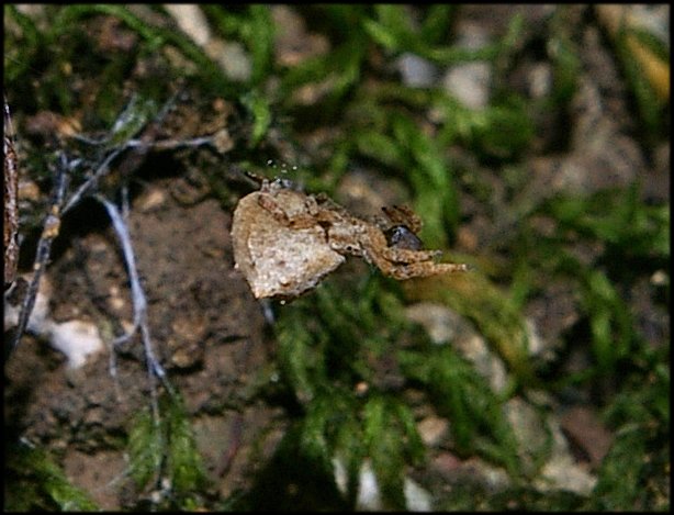 Hyptiotes paradoxus 2