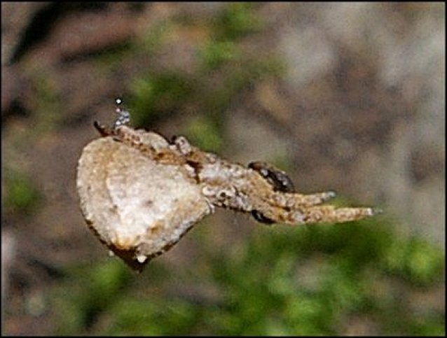 Hyptiotes paradoxus 3