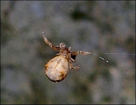 Hyptiotes paradoxus 4