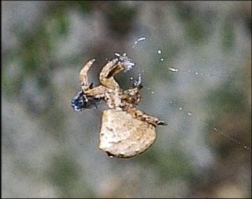 Hyptiotes paradoxus 5