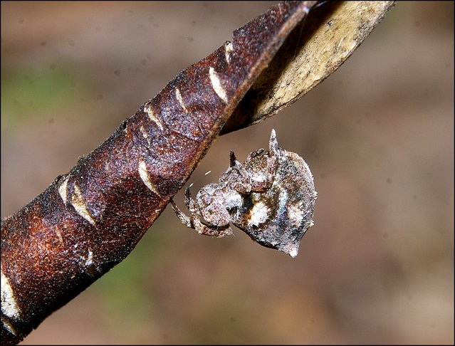 Hyptyiotes paradoxus 6