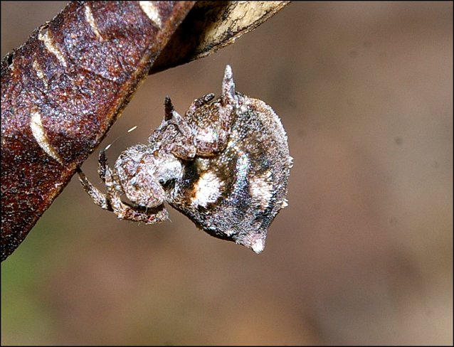Hyptiotes paradoxus 7